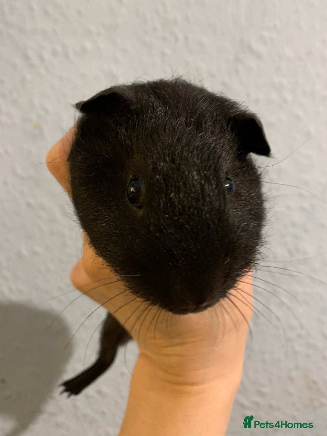 Guinea Pig rodents for sale: Skinny pigs and Skinny Pig Carriers - Advert 25