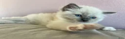 Ragdoll cats for sale: Registered Ragdoll Kittens for Sale - Advert 12