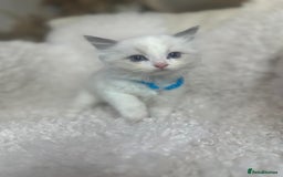 Ragdoll cats for sale: Beautiful Ragdoll Kittens - Read for Loving homes - Image 4