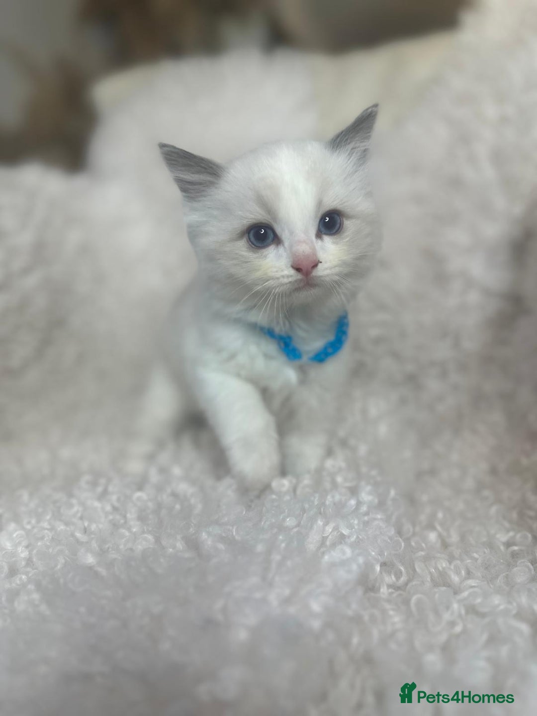 Ragdoll cats for sale: Beautiful Ragdoll Kittens - Read for Loving homes - Image 4
