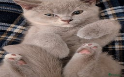 British Shorthair cats for sale: British Short hair Kittens - Image 7