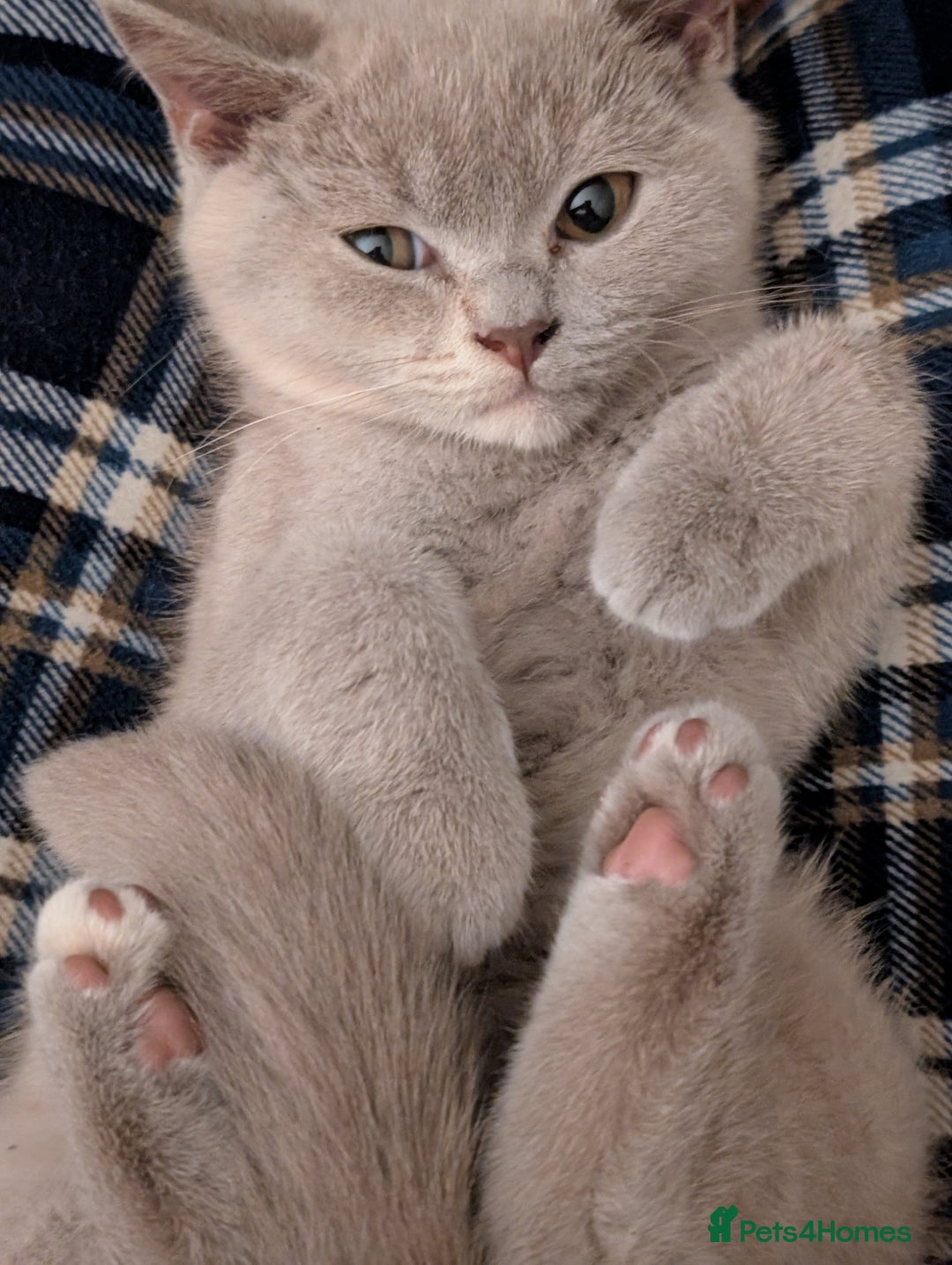 British Shorthair cats for sale: British Short hair Kittens - Image 7