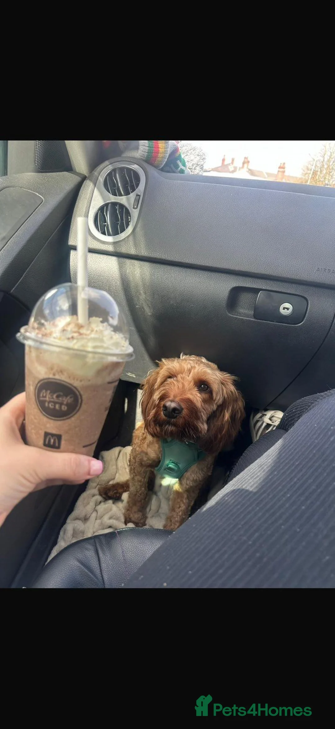 Cockapoo dogs for sale: 1 year old cockapoo Teddy  - Advert 2