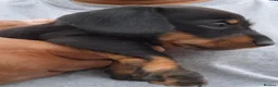 Miniature Dachshund dogs for sale: Beautiful Mini Wirehaired Dachshund Babies  in Chatteris - Advert 15