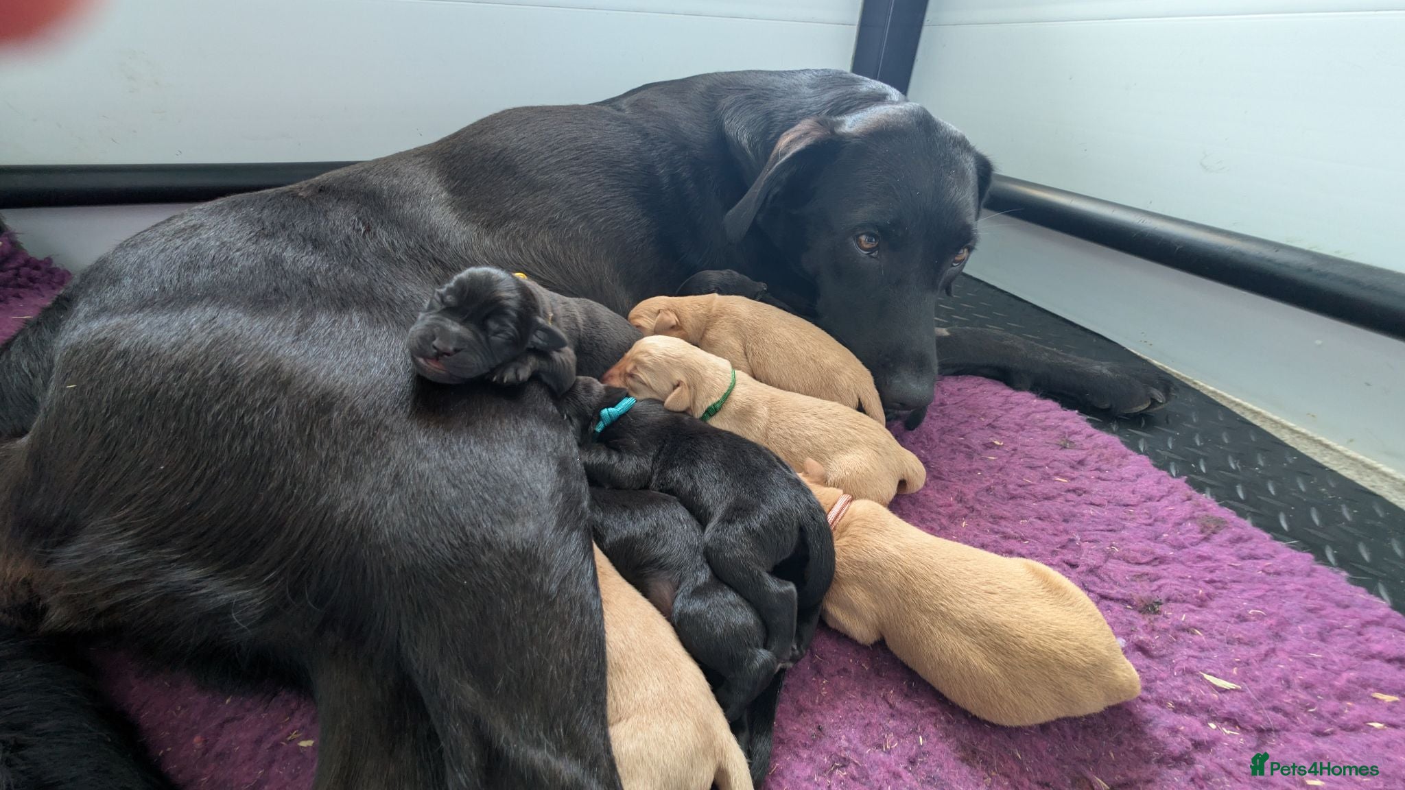 Labrador Retriever dogs K.C registered, health tested parents: FTCH & FTW - Advert 2