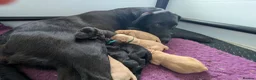 Labrador Retriever dogs for sale: K.C registered, health tested parents: FTCH & FTW - Advert 1