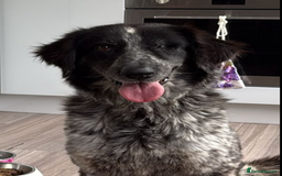 Mixed Breed dogs for sale: Meet our Border Collie mix girl Wink 💕 Needs home - Image 1