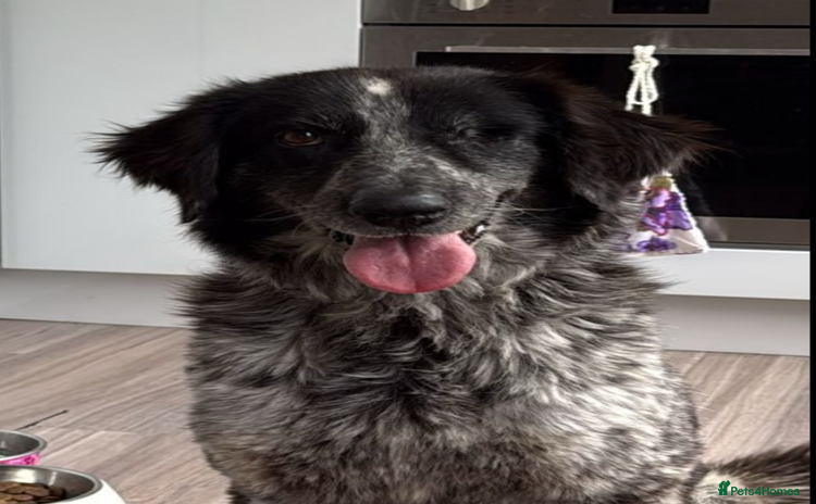 Mixed Breed dogs - Advert 1