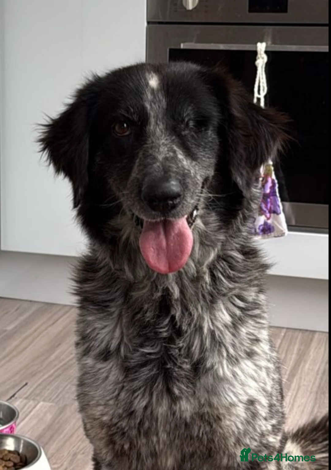 Mixed Breed dogs for sale: Meet our Border Collie mix girl Wink 💕 Needs home - Image 1