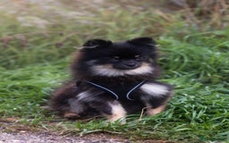 Pomeranian dogs for sale: Black and Tan Male Pomeranian  - Image 5