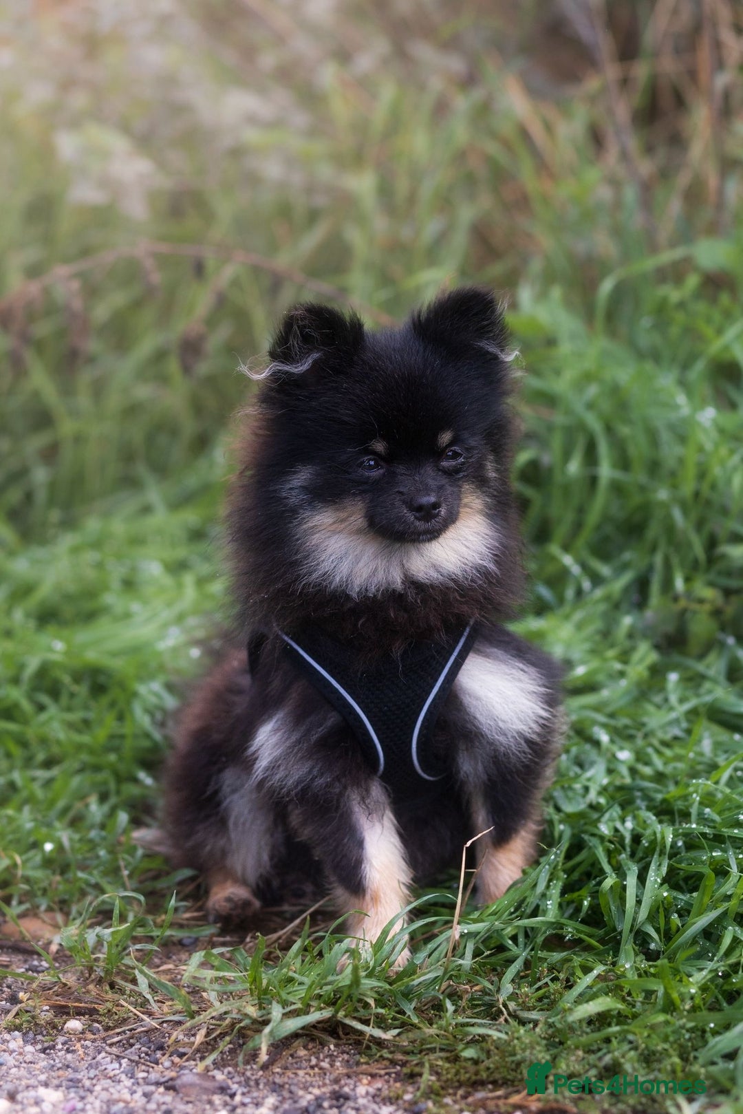 Pomeranian dogs for sale: Black and Tan Male Pomeranian  - Image 5