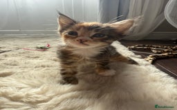 Mixed Breed cats for sale: 3 sweet kittens ready 27th Sep - Image 8