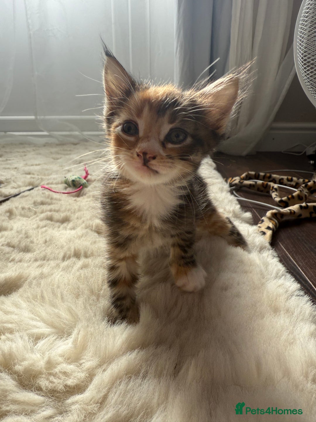 Mixed Breed cats for sale: 3 sweet kittens ready 27th Sep - Image 8