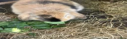 Mini Lion Lop rabbits for sale: Mini Lion Lop Babies & Mom  - Advert 13