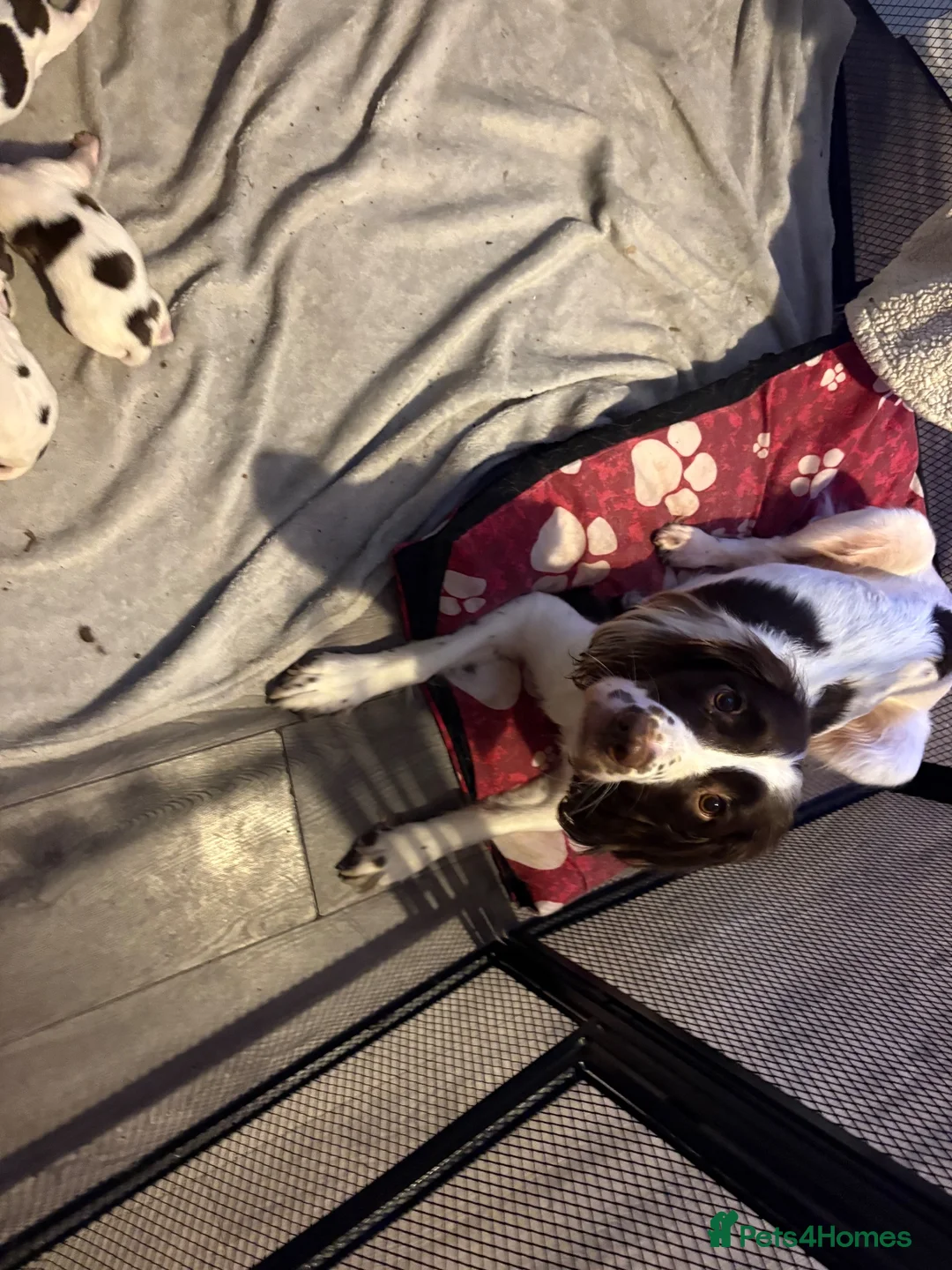 English Springer Spaniel dogs for sale: Stunning kc reg springer spaniel puppies  - Advert 1