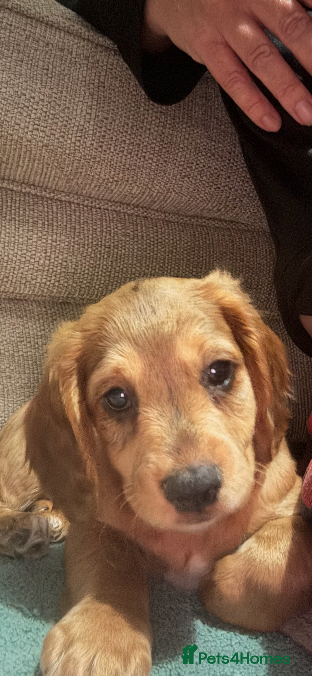 Cocker Spaniel dogs for sale: Forever Home Wanted for Our puppy, Bailey - Advert 3