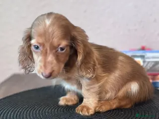 Miniature Dachshund dogs Miniatures dachshunds - Advert 16