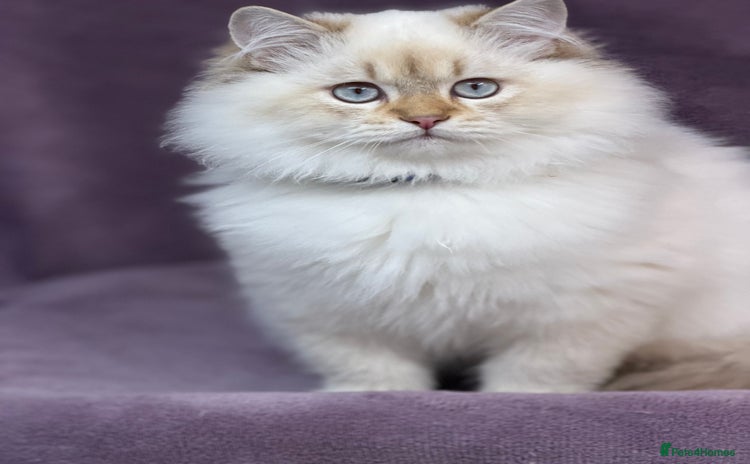 British Shorthair cats - Advert 5