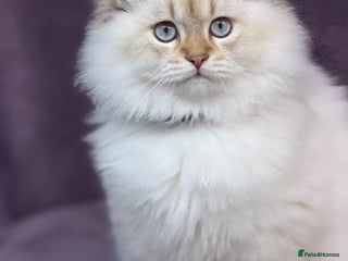 British Shorthair cats - Advert 11