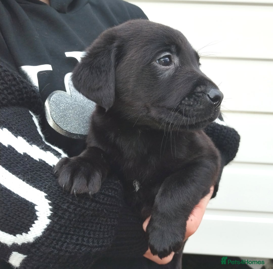 Labrador Retriever dogs for sale: Labrador puppies  - Advert 10