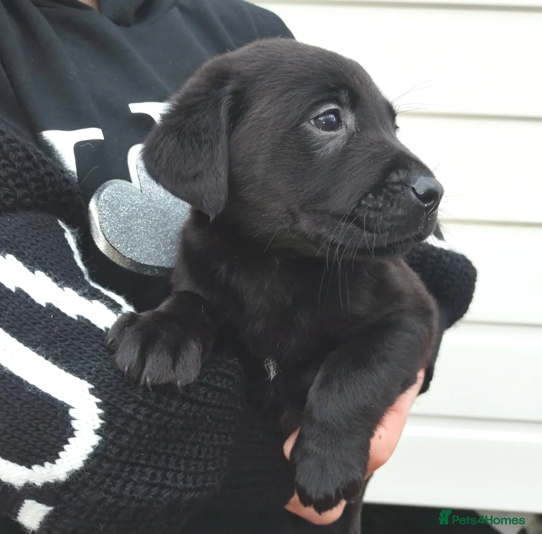 Labrador Retriever dogs for sale: Labrador puppies  - Advert 5
