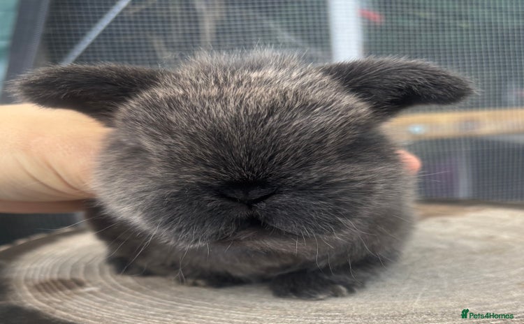 Mini Lop rabbits - Advert 11
