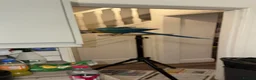 Macaws birds for sale: Chase  - Advert 3