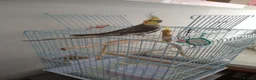 Cockatiels birds for sale: Male Cockatiel, cage and accessories  in Rochdale - Advert 5