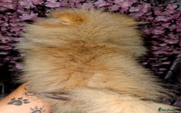 Pomeranian dogs for sale: POMERANIAN Puppies  - Image 8