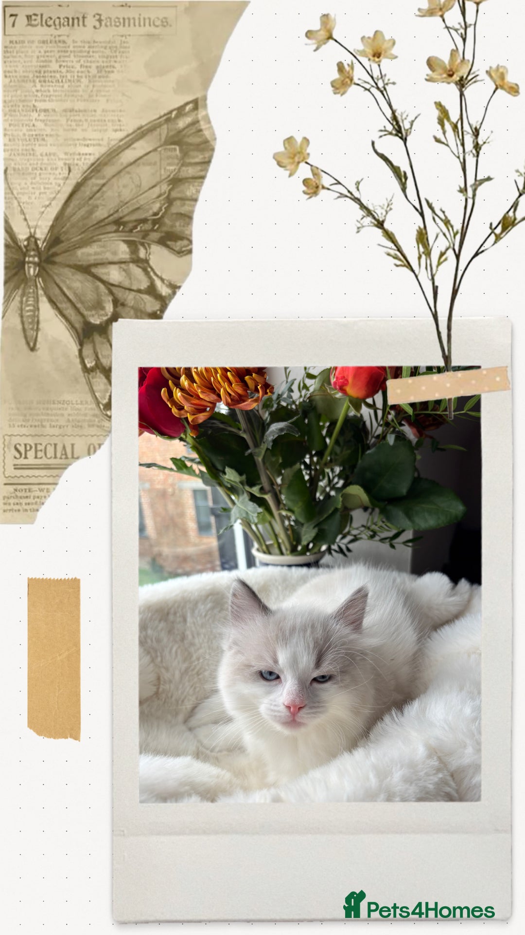 Ragdoll cats for sale: Beautiful two GCCF kittens. Blue Bicolour Ragdolls - Advert 12