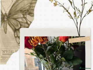 Ragdoll cats Beautiful two GCCF kittens. Blue Bicolour Ragdolls - Advert 10