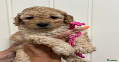 Cavapoo dogs - Advert 15