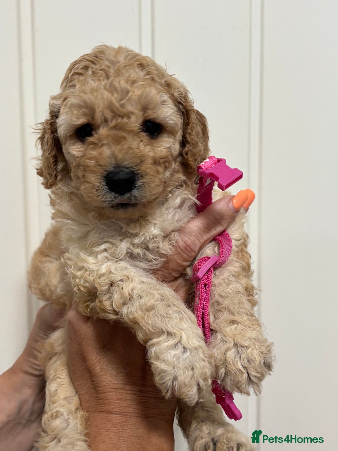 Cavapoo dogs for sale: ❤️ F1B CAVAPOOS 5* health checked ❤️ - Image 3
