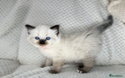 Ragdoll cats for sale: Stunning ragdoll kittens for sale  - Image 8