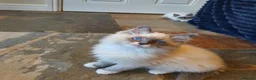 Ragdoll cats for sale: 💖Very Beautiful GCCF Registered Ragdoll Kittens. - Advert 36