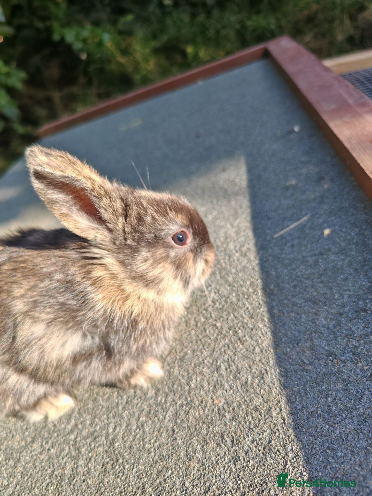 Mixed Breed rabbits Rex cross bunnies variety of colours - Advert 11