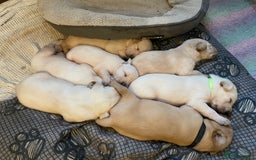 Labrador Retriever dogs for sale: Labrador puppies 5 gen pedigree health tested - Image 32