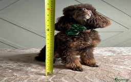 Toy Poodle dogs for stud: KC CHOCOLATE PHANTOM TOY POODLE in Willenhall - Image 4