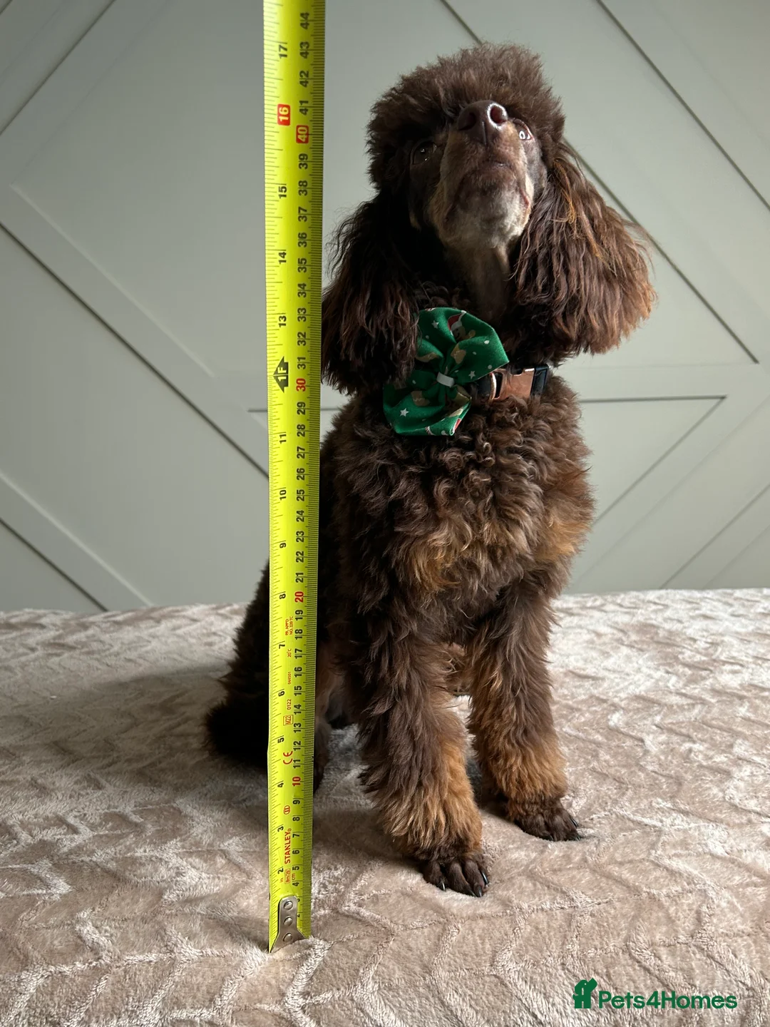 Toy Poodle dogs for stud: KC CHOCOLATE PHANTOM TOY POODLE in Willenhall - Advert 4