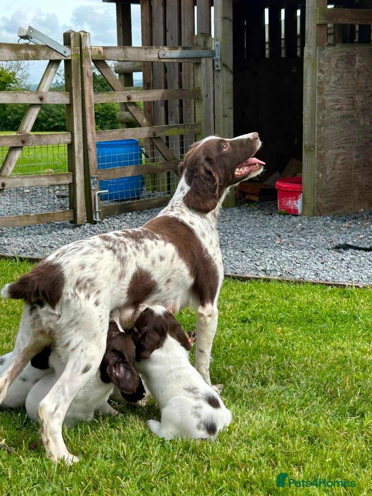 English Springer Spaniel dogs Beautiful English springer spaniel puppies  - Advert 8