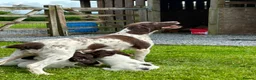 English Springer Spaniel dogs for sale: Beautiful English springer spaniel puppies  - Advert 1
