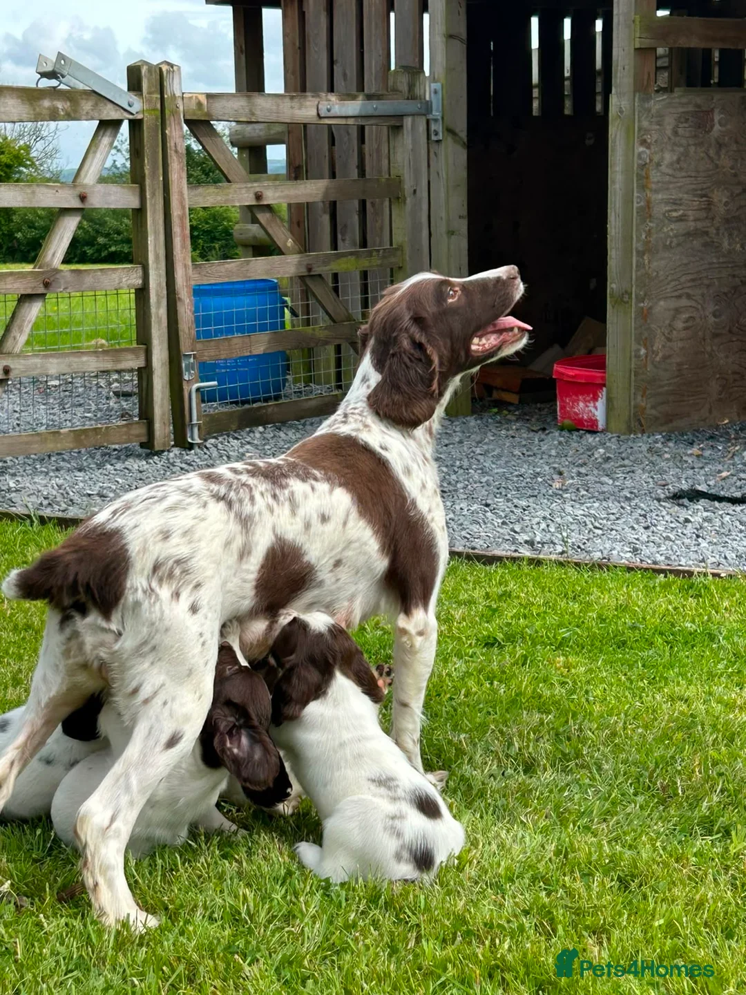 English Springer Spaniel dogs for sale: Beautiful English springer spaniel puppies  - Advert 1