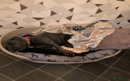 Staffordshire Bull Terrier dogs for sale: Amazing blue Staffordshire bull terrier puppies  in Stoke-on-Trent - Image 5