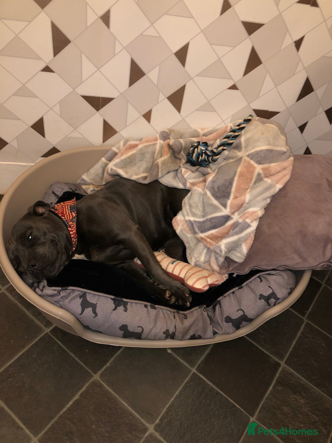 Staffordshire Bull Terrier dogs for sale: Amazing blue Staffordshire bull terrier puppies  in Stoke-on-Trent - Image 5