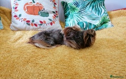 Yorkshire Terrier dogs for adoption: 💙🐶 COCO 🐶💙 - Image 7