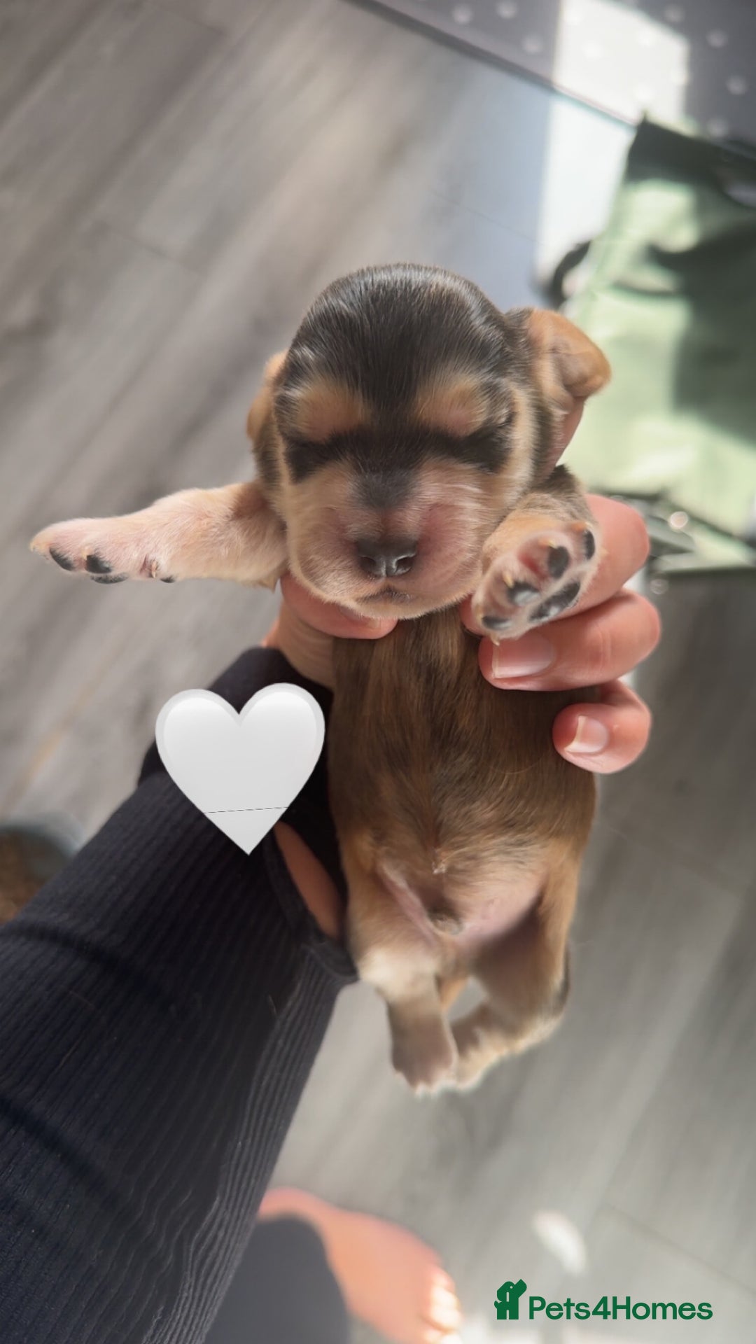 Cocker Spaniel dogs for sale: Stunning KC show cocker spaniels  - Image 24