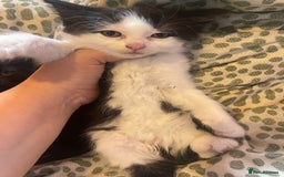 Mixed Breed cats for sale: 4 kittens free to a good home.  - Image 3