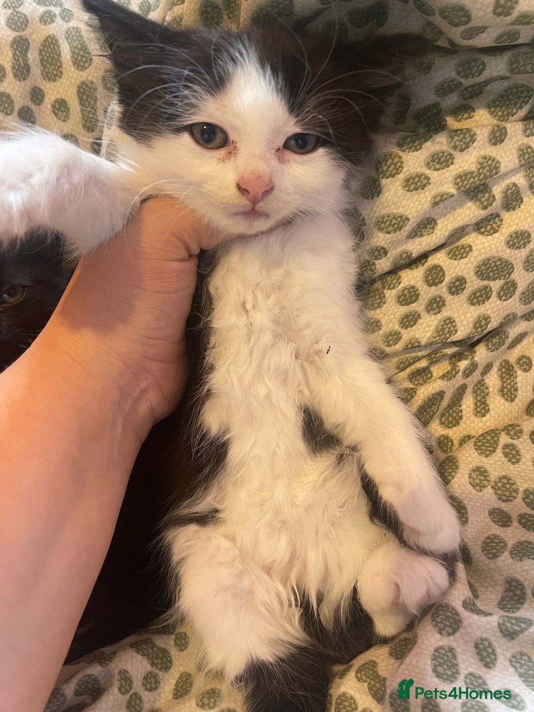 Mixed Breed cats for sale: 4 kittens free to a good home.  - Image 3