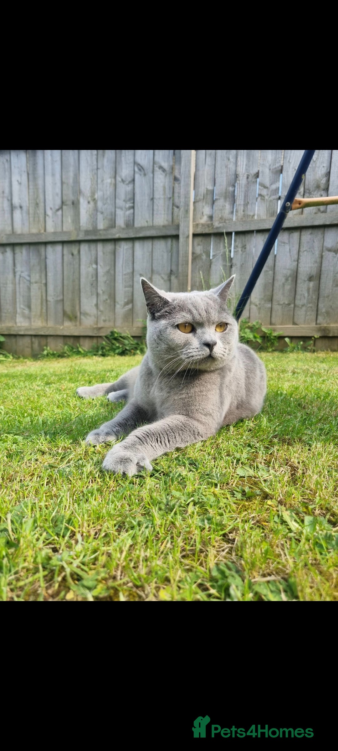 Russian Blue cats for sale: Cat looking for new home - Advert 4