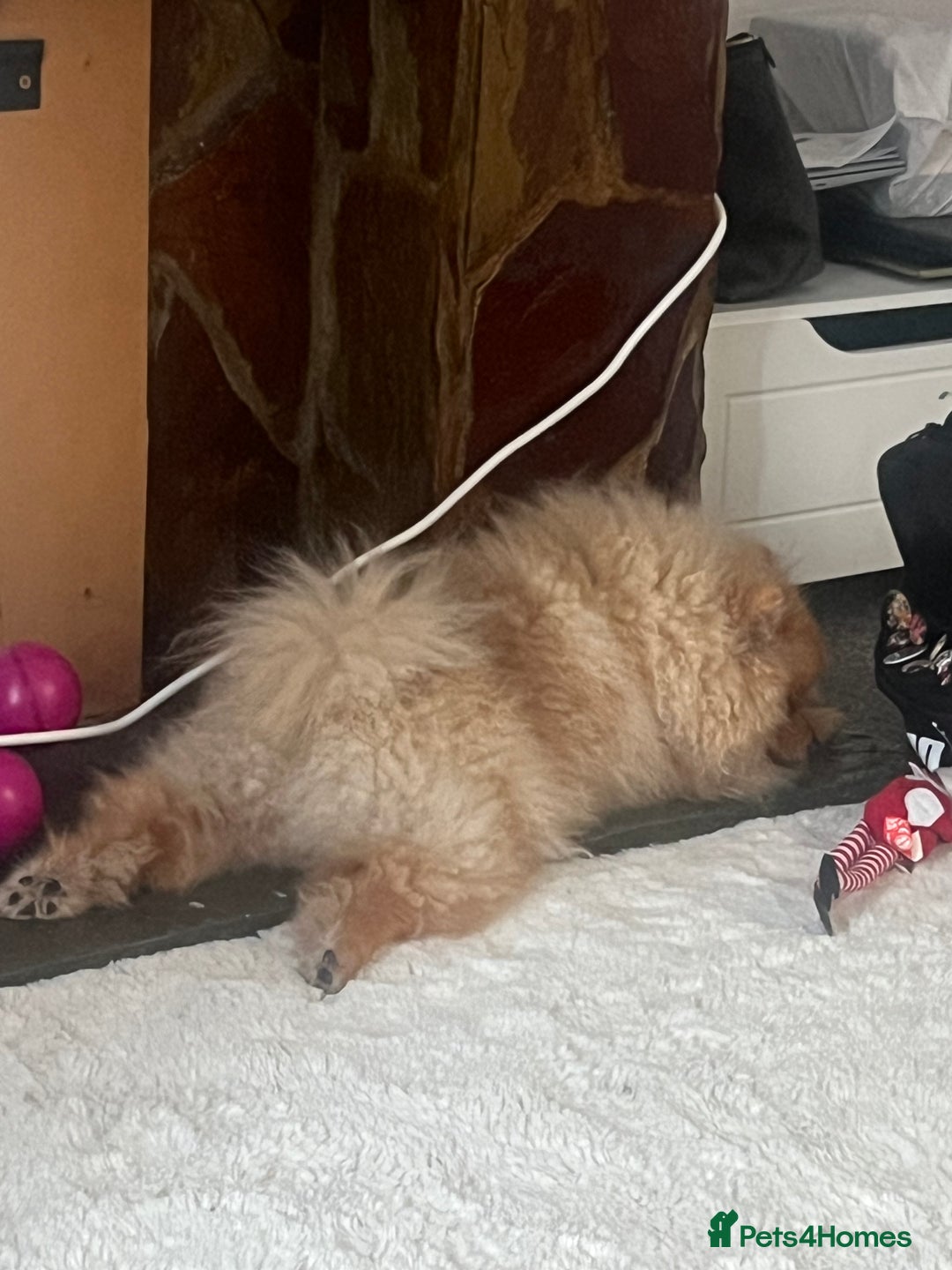 Pomeranian dogs for sale: Pomeranian  - Image 7